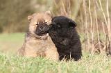 CHOW CHOW 230